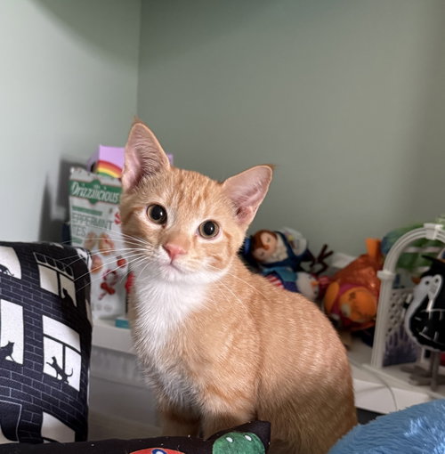 Photo 2 of Cheddar