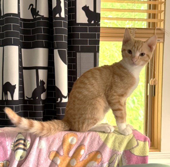 Cheddar, photo 3
