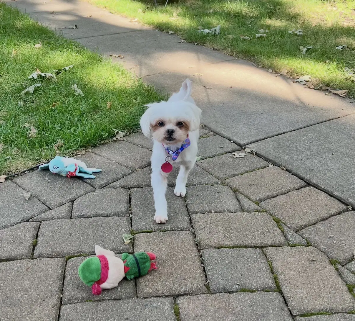 Isabel - Shih Tzu