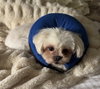 Isabel, a Shih Tzu (medium coat)