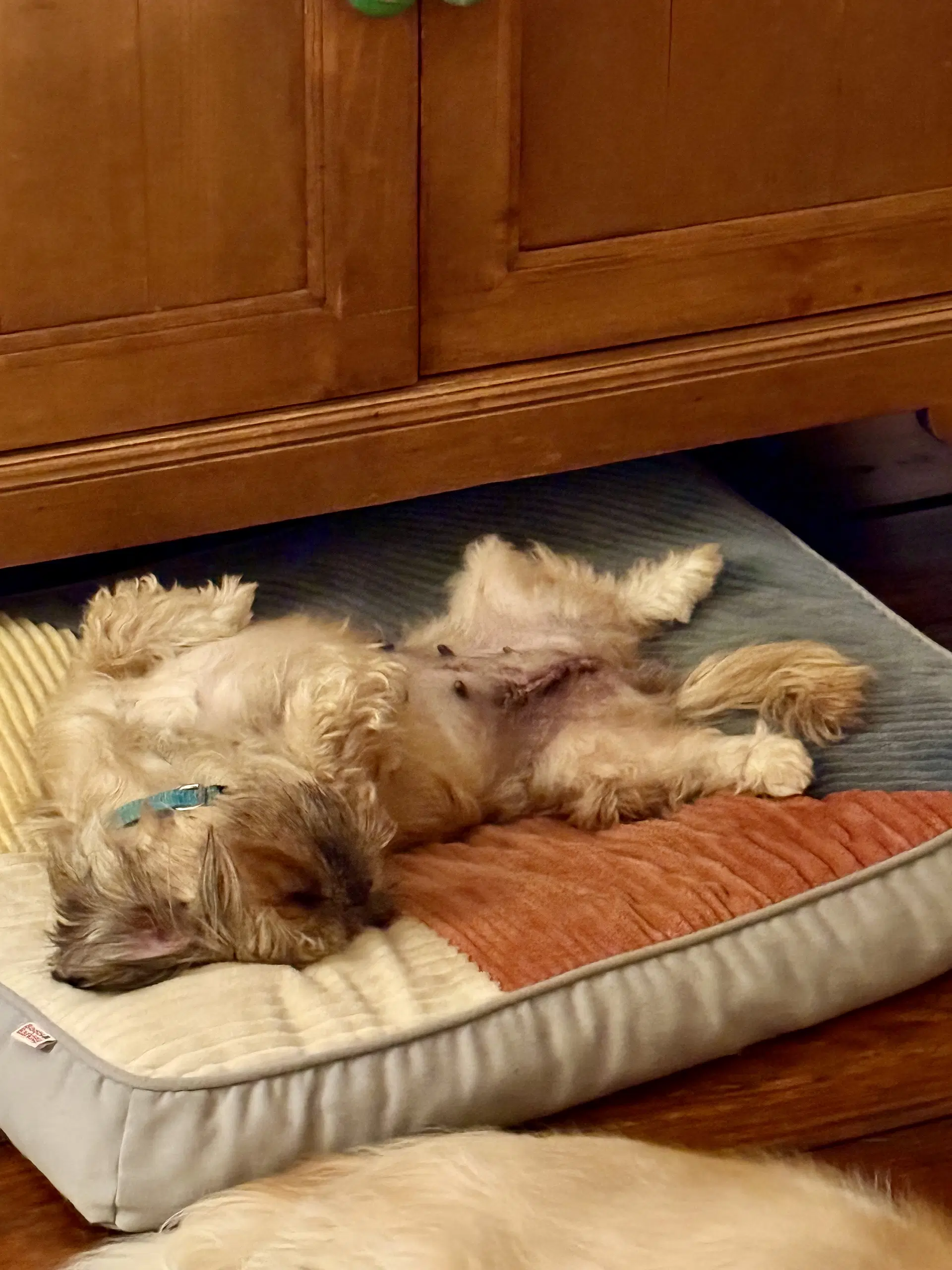 Zoe image 4