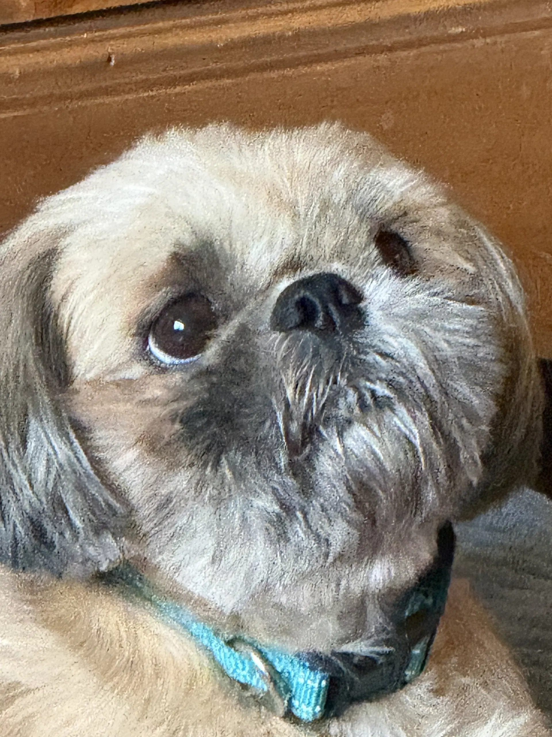 Zoe - Shih Tzu