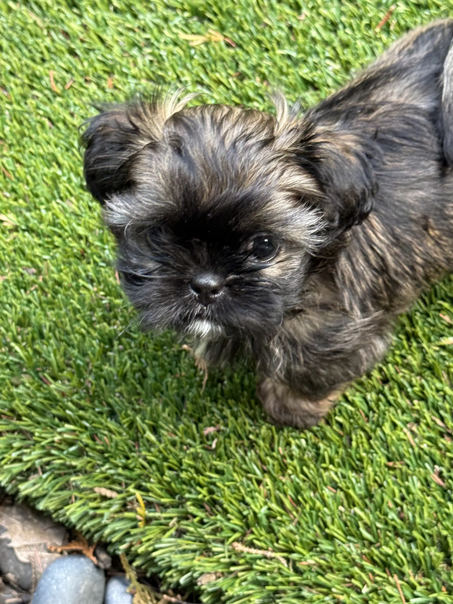 Biggs - Shih Tzu