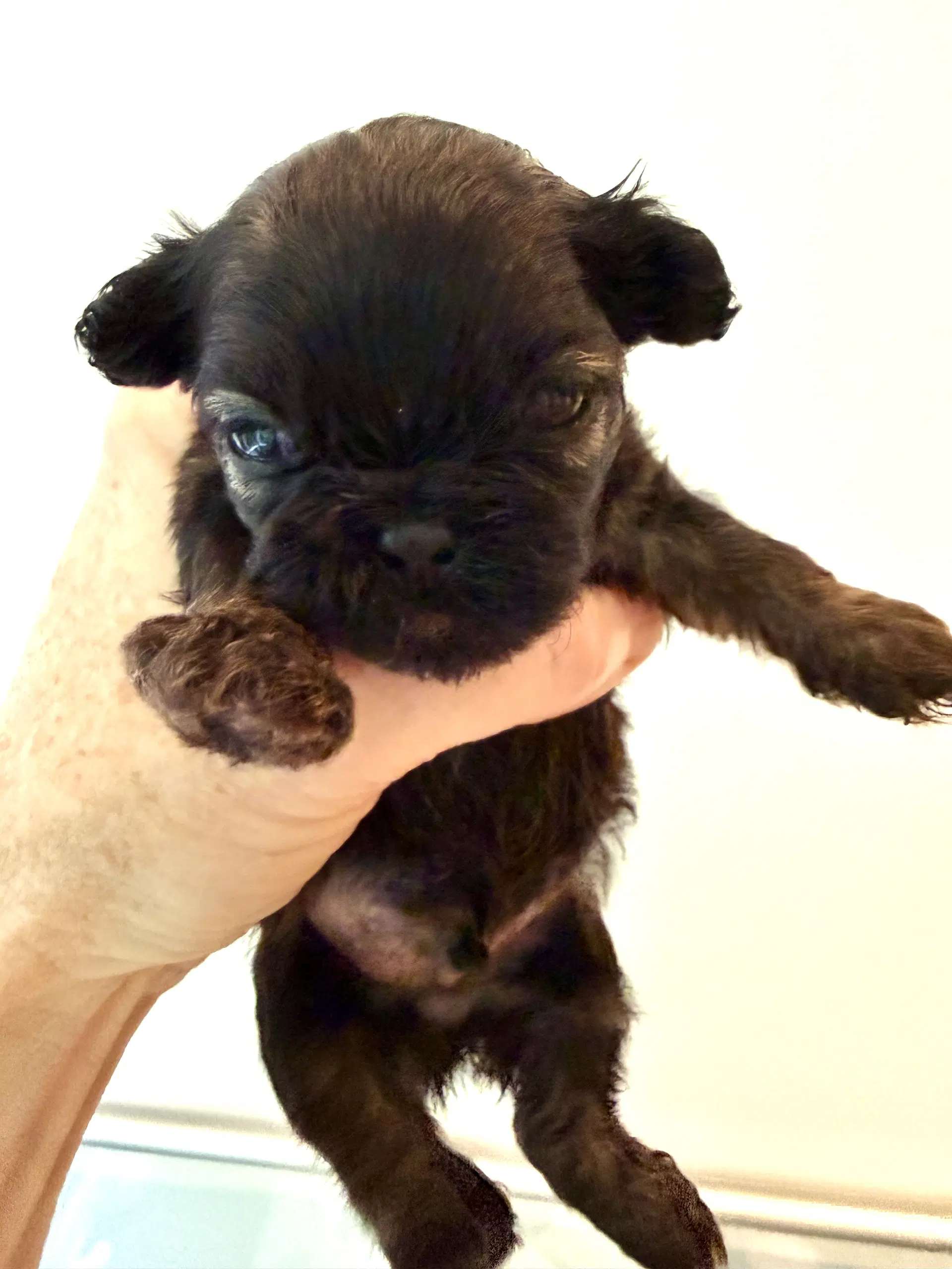 Itsy image 4