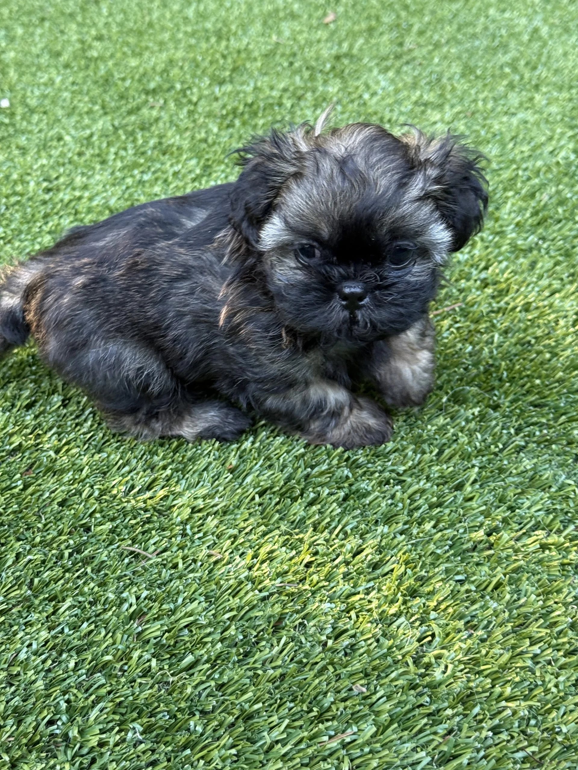 Itsy