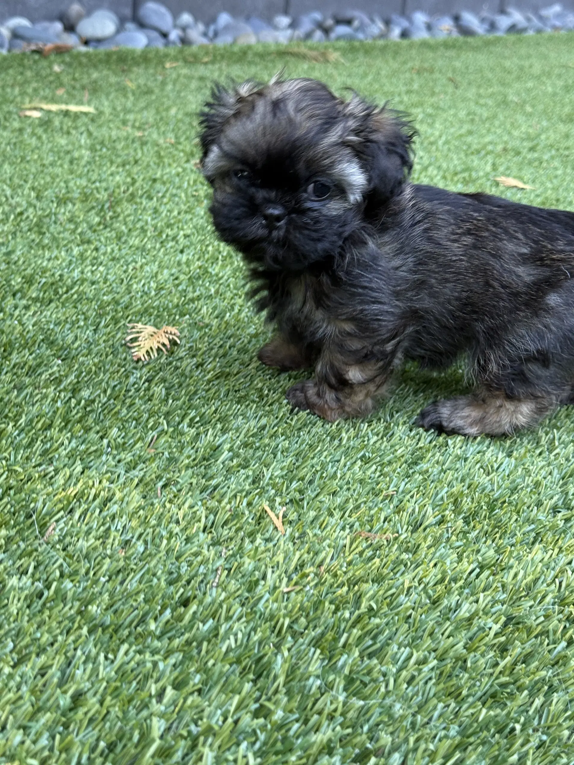 Itsy image 2