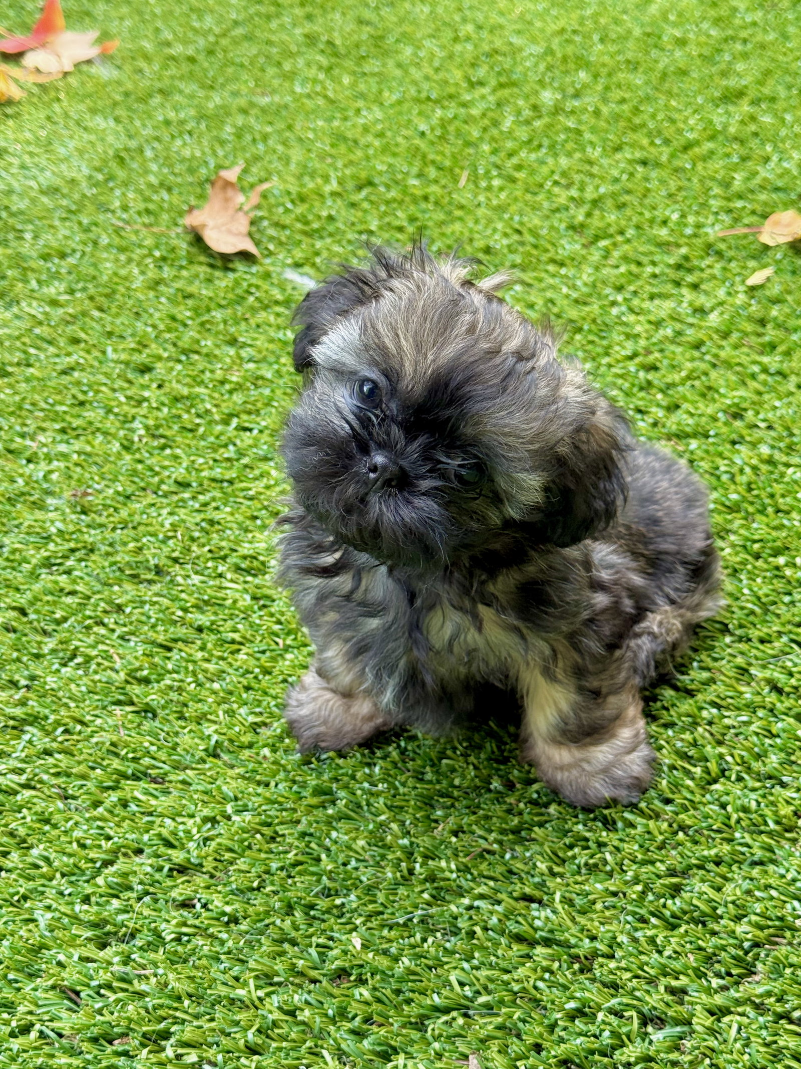 Itsy, Shih Tzu