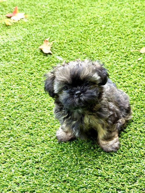 Photo 2 of Itsy