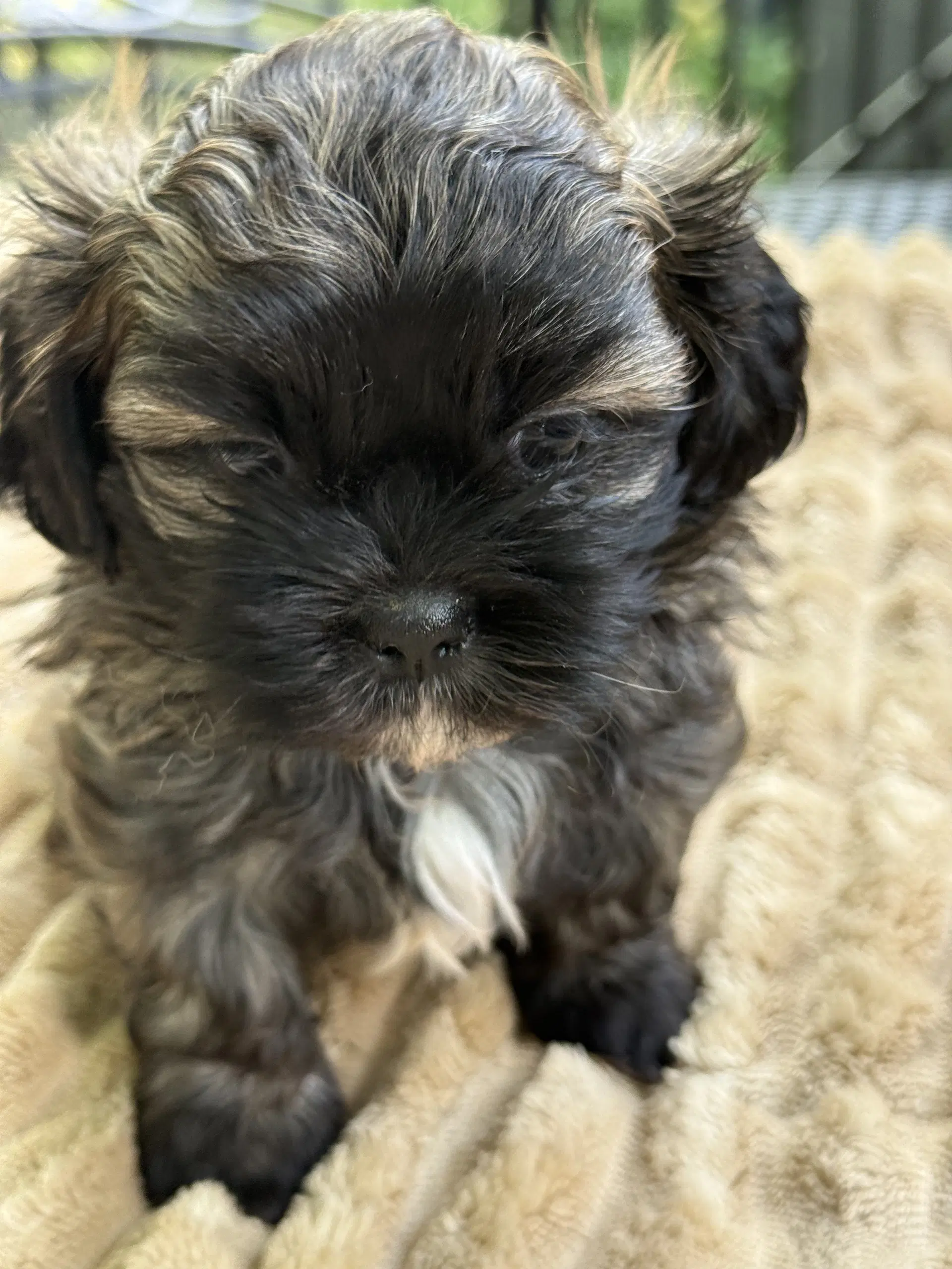 Chloe image 3
