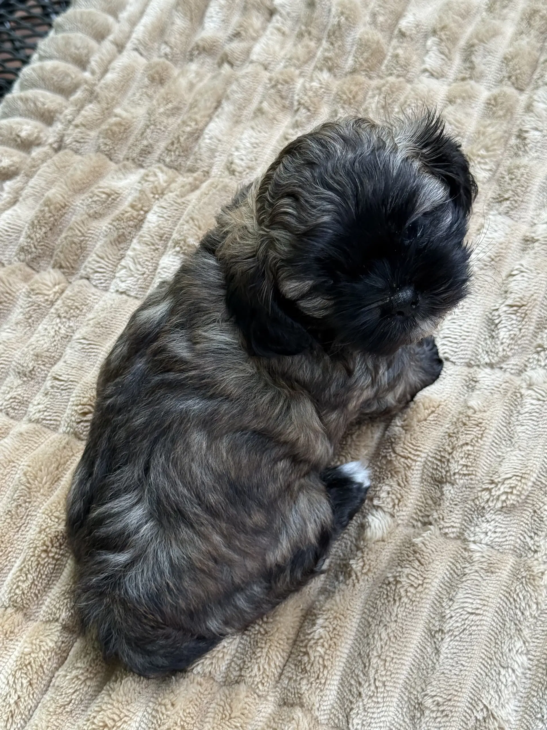 Chloe image 4
