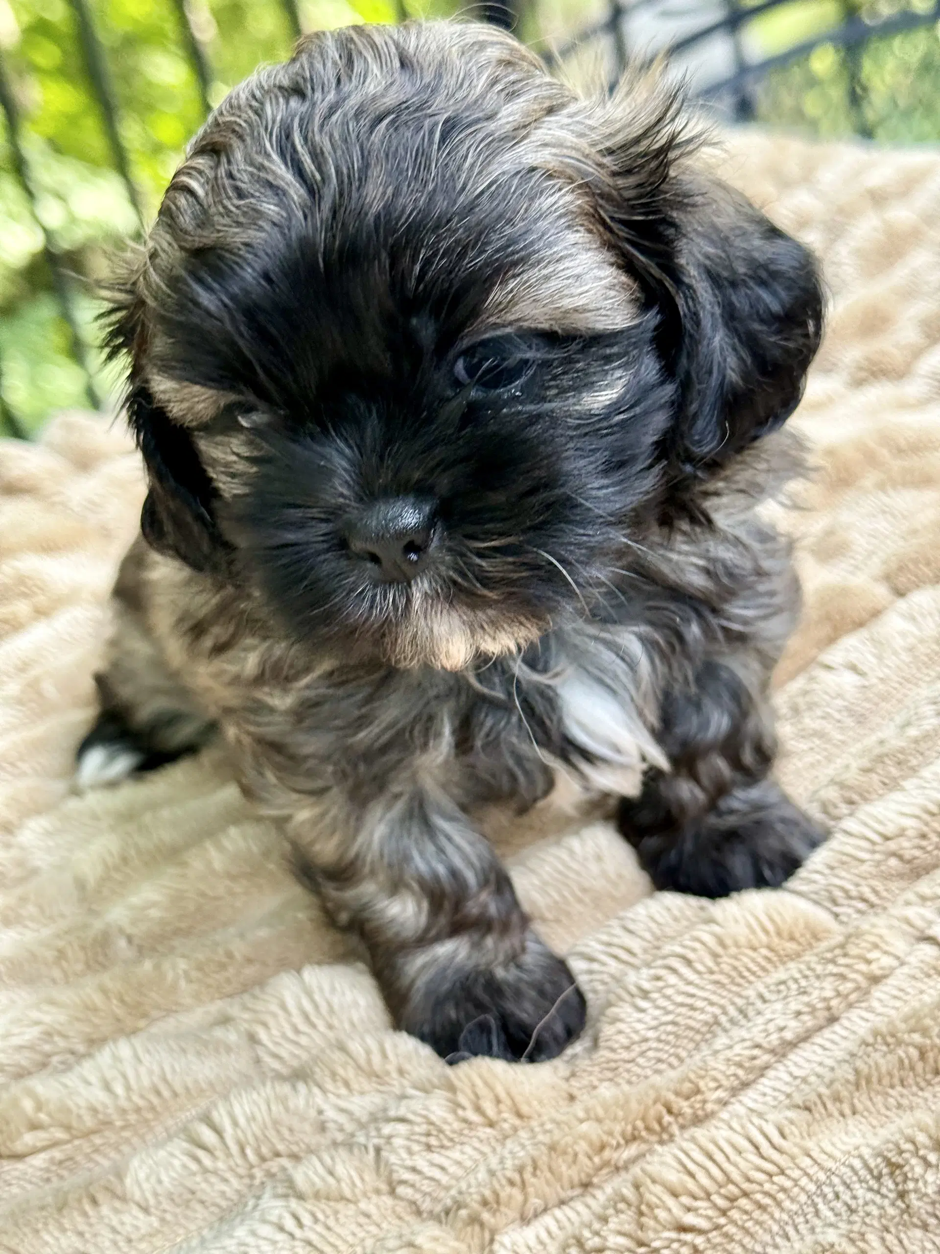 Chloe image 2