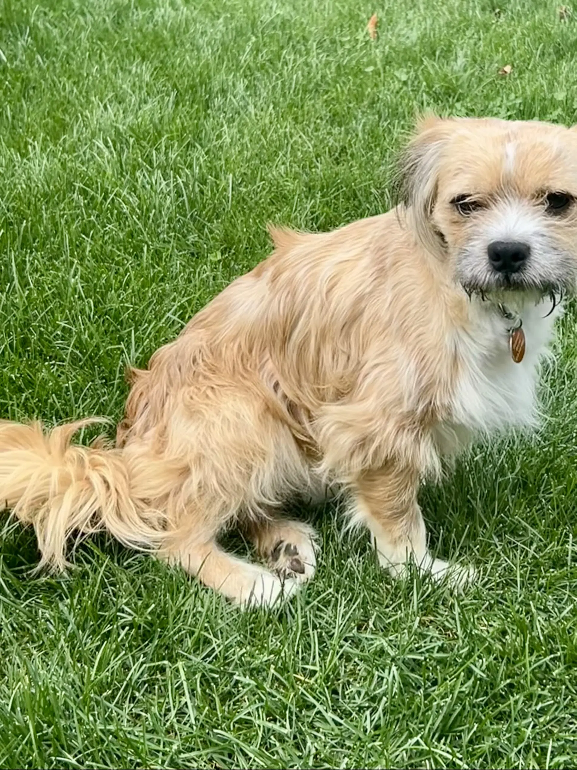 Frankie image 2