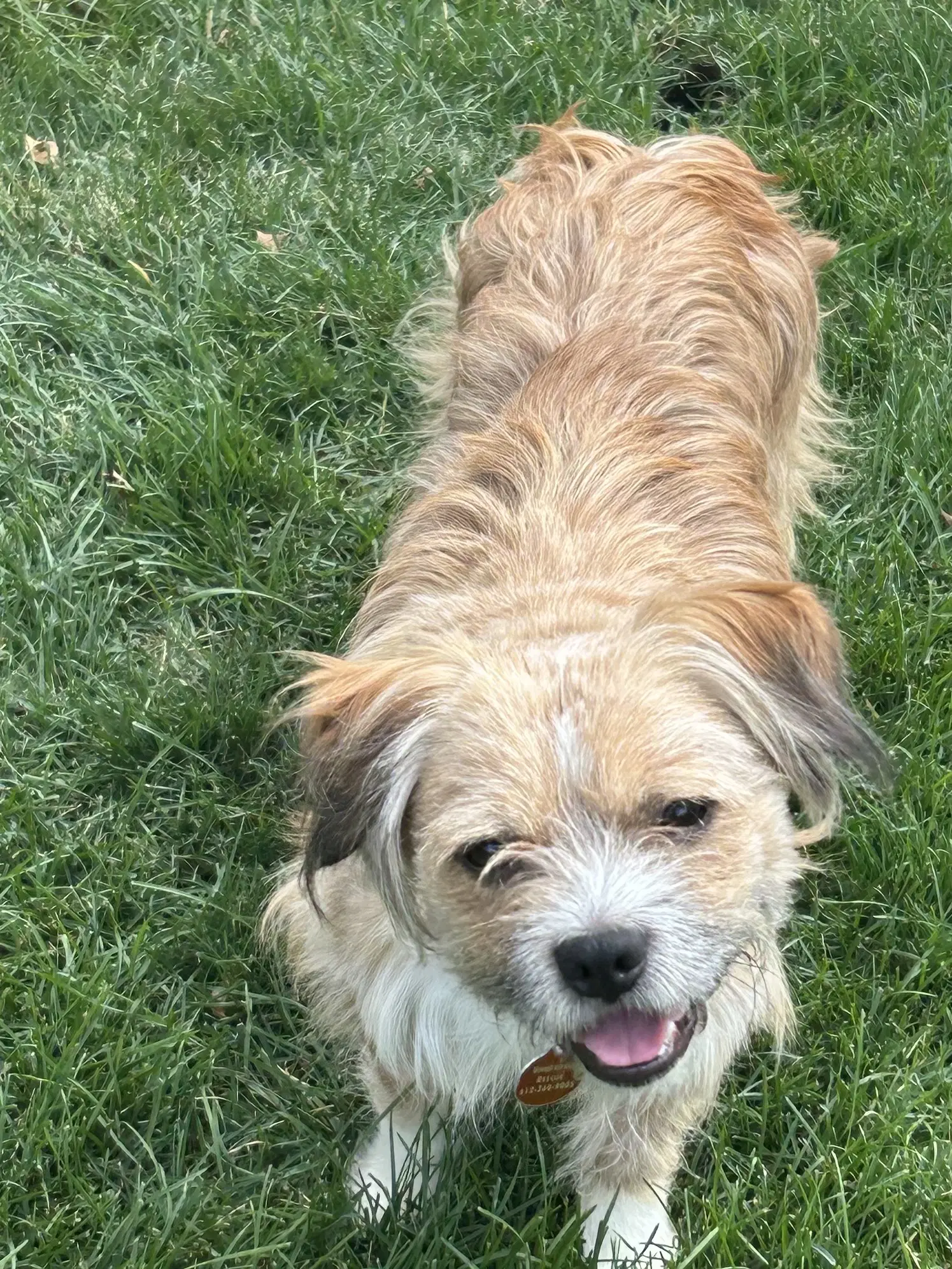 Frankie image 3