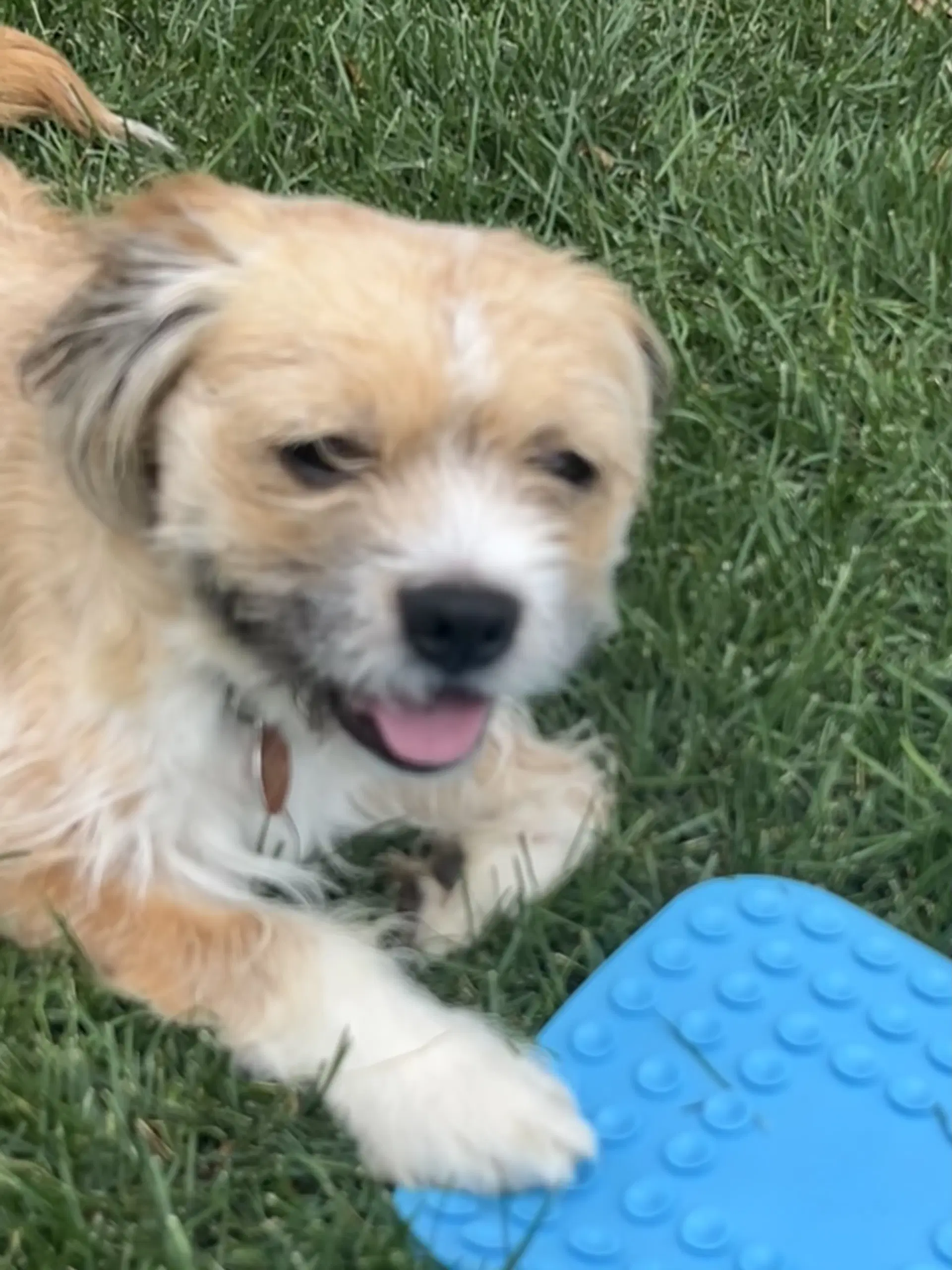 Frankie image 4