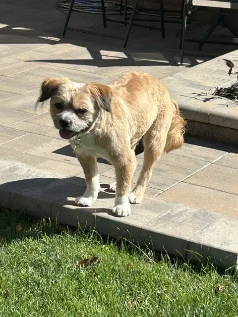 Frankie image 3