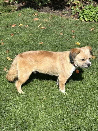 Frankie