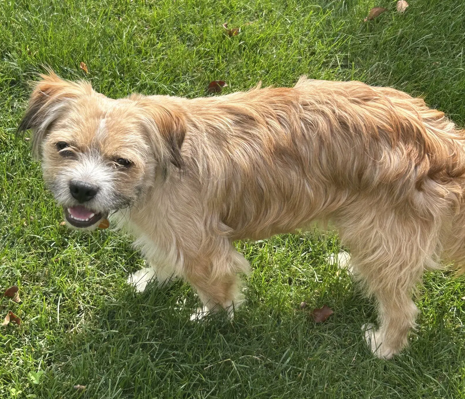 Frankie - Border Terrier