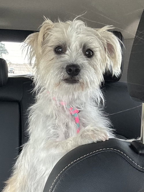 Sailor, a dog for adoption from Underdog Rescue MN