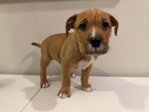 Bingley, a dog for adoption from Underdog Rescue MN