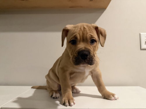 Bennet, a dog for adoption from Underdog Rescue MN