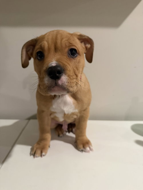 Collins, a dog for adoption from Underdog Rescue MN
