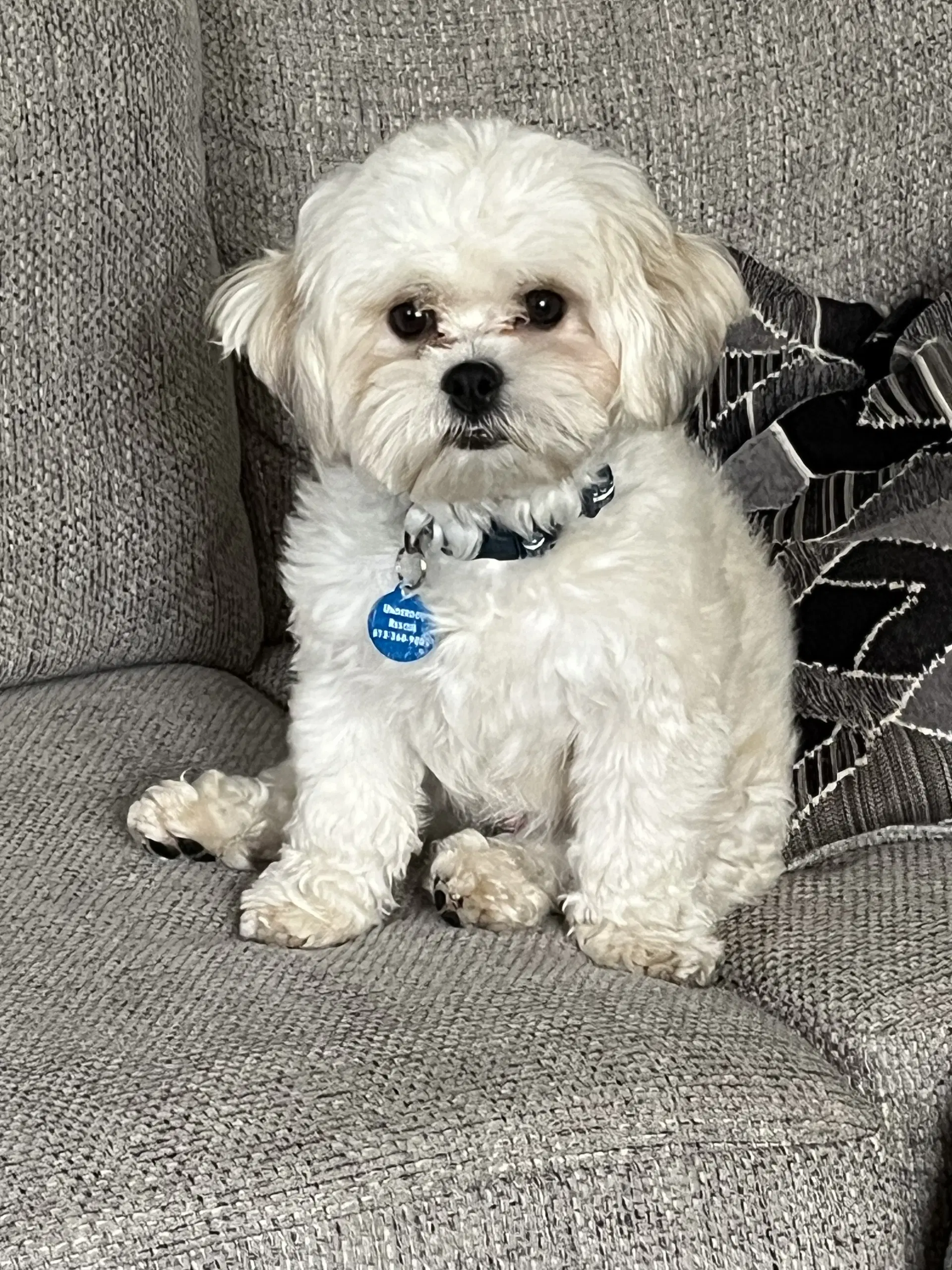 Coconut - Shih Tzu