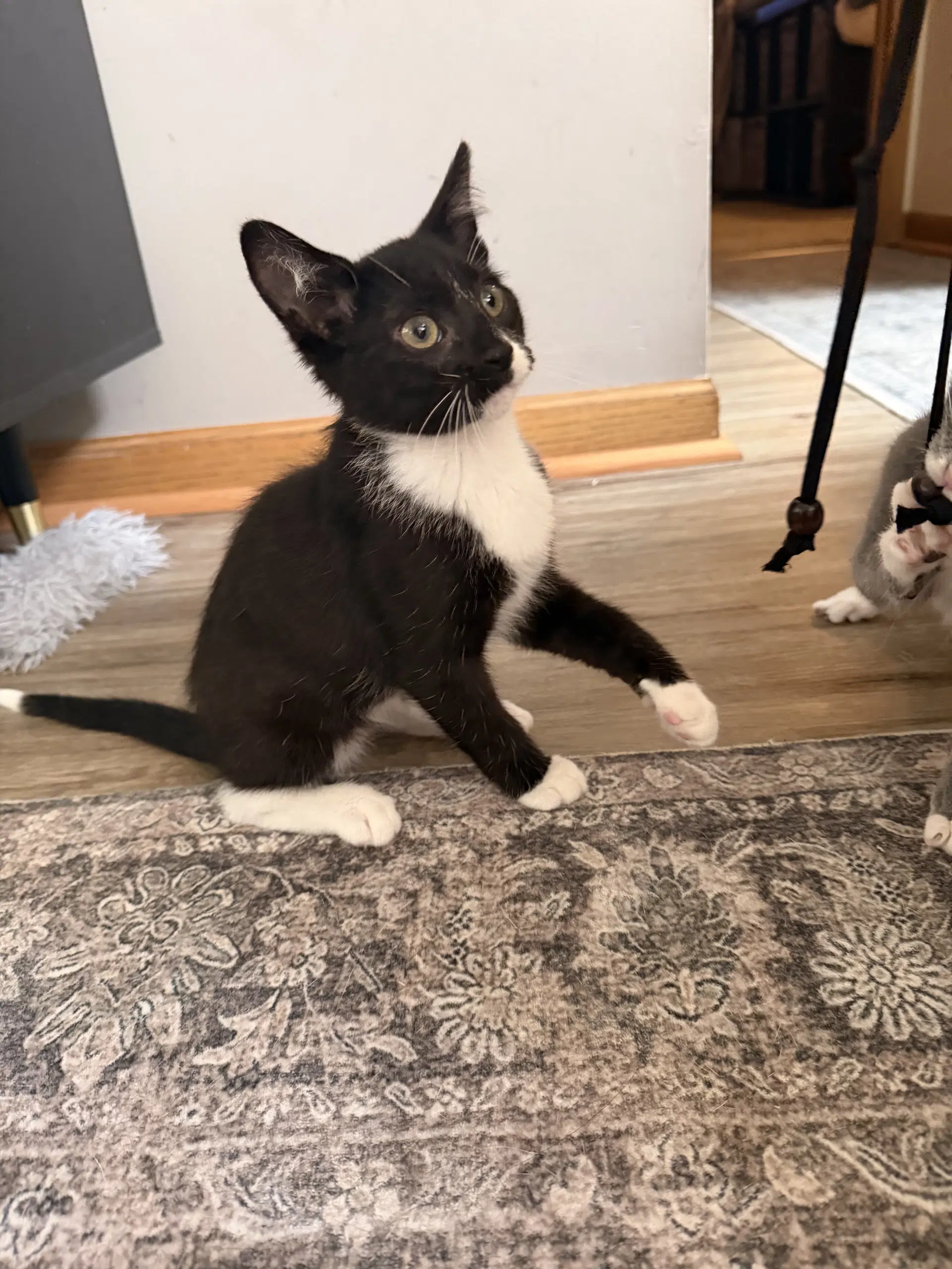 Ink - Domestic Short Hair