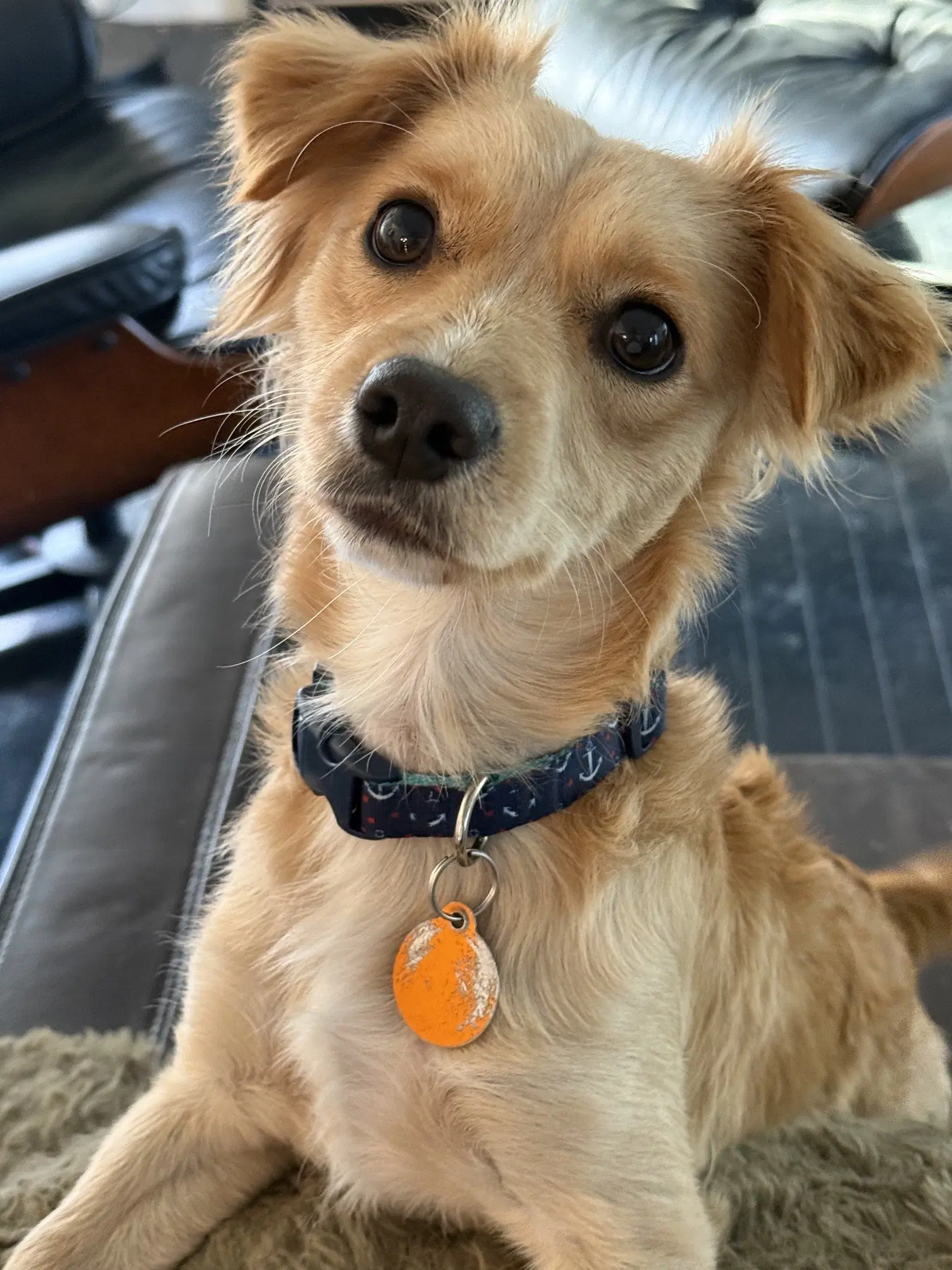 Toby - Papillon
