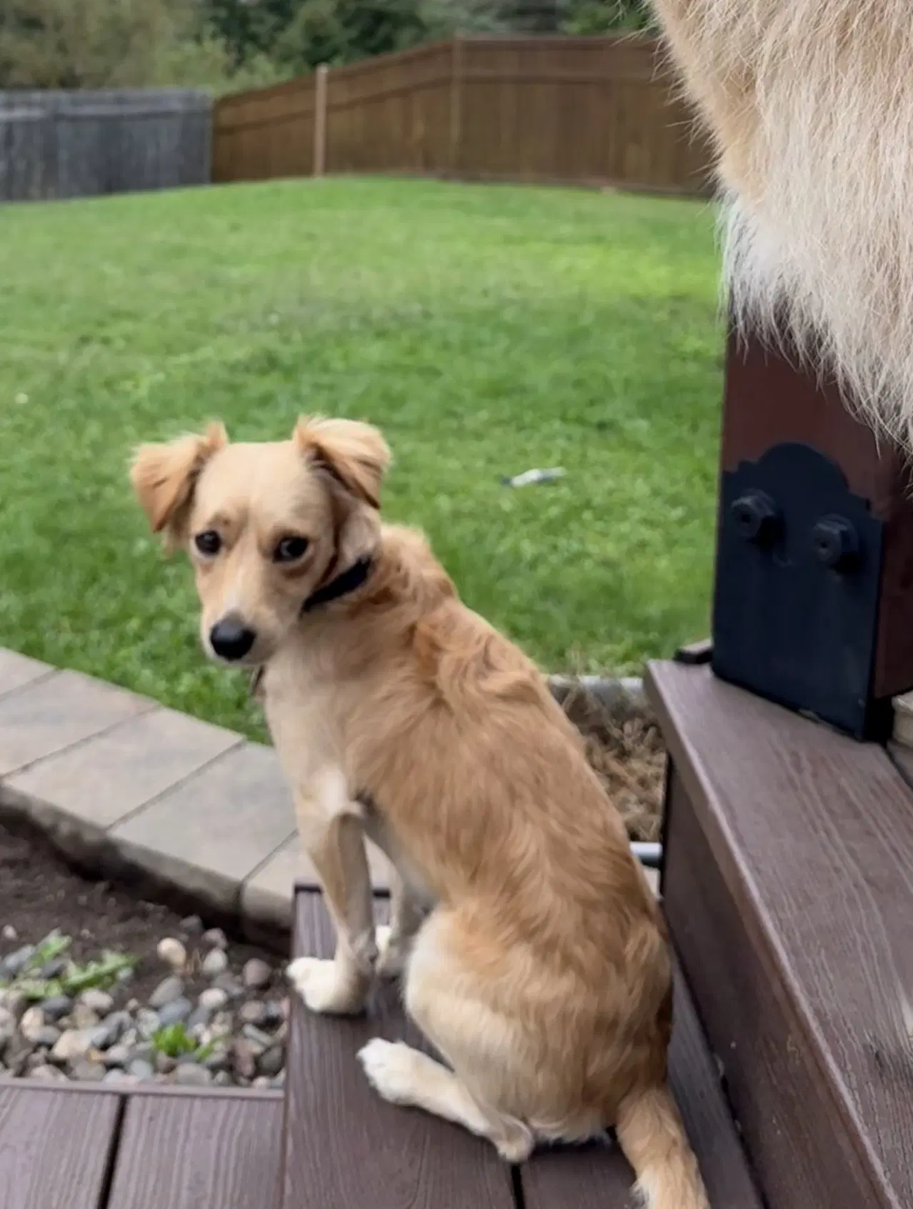 Toby image 3