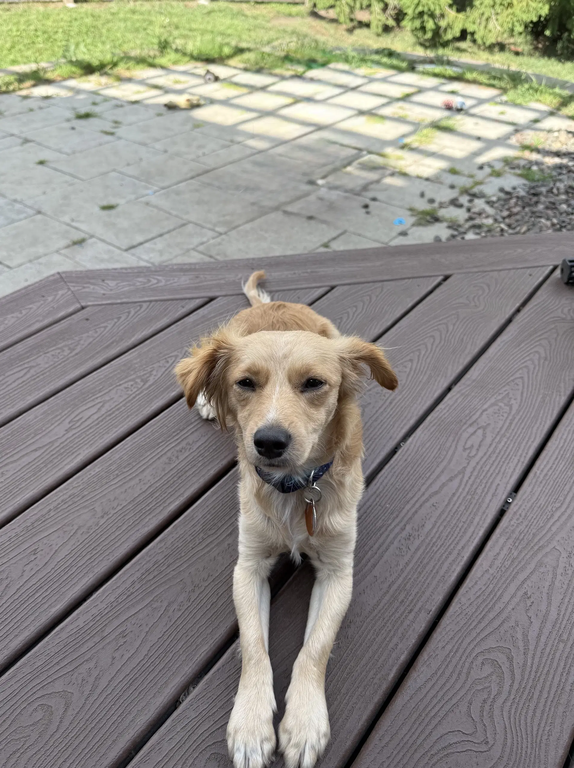 Toby image 4