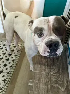 Walter - American Bulldog