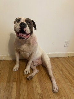 Walter, a dog for adoption from Underdog Rescue MN