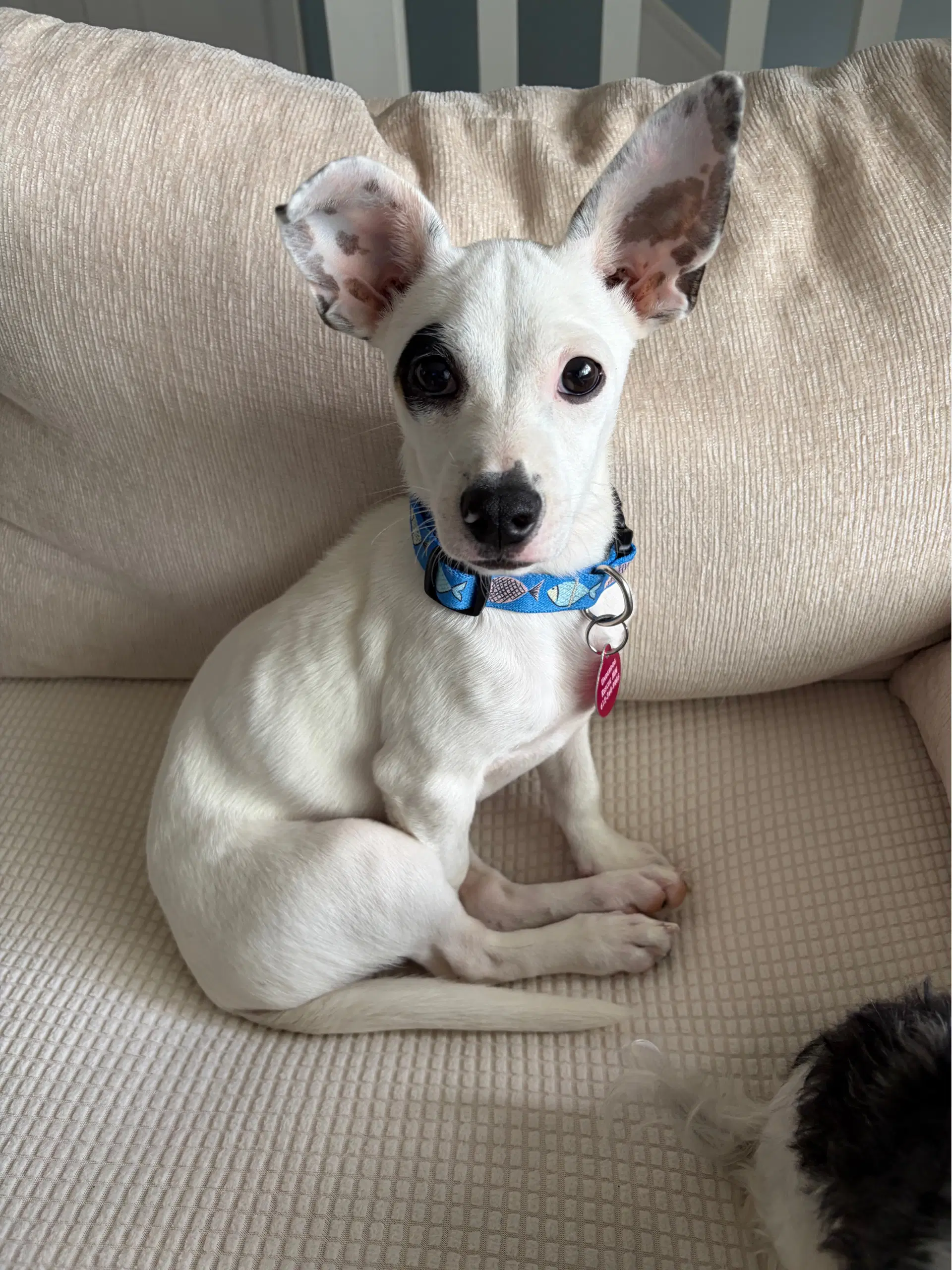 Nacho - Chihuahua