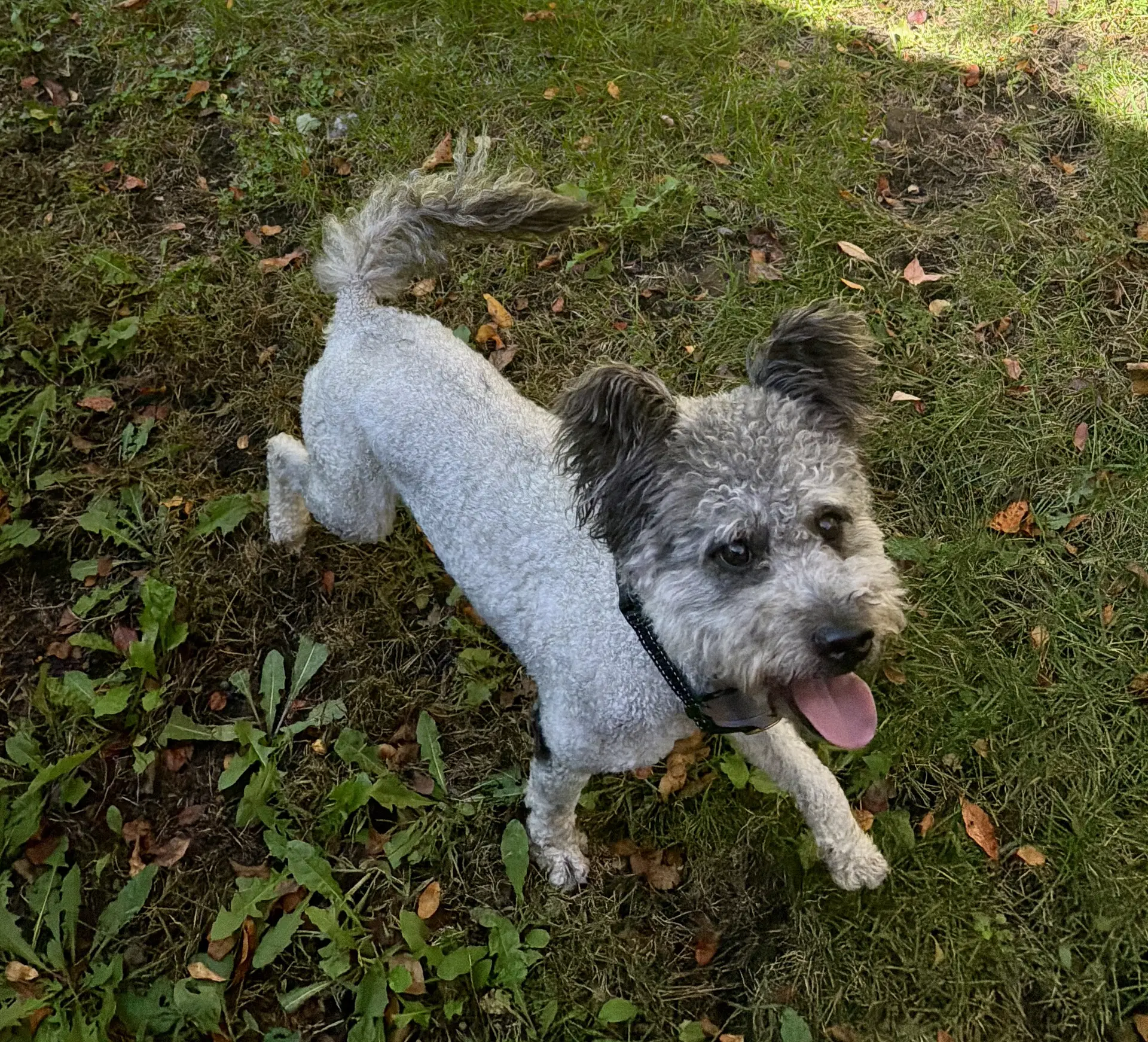 Wooly - Pumi