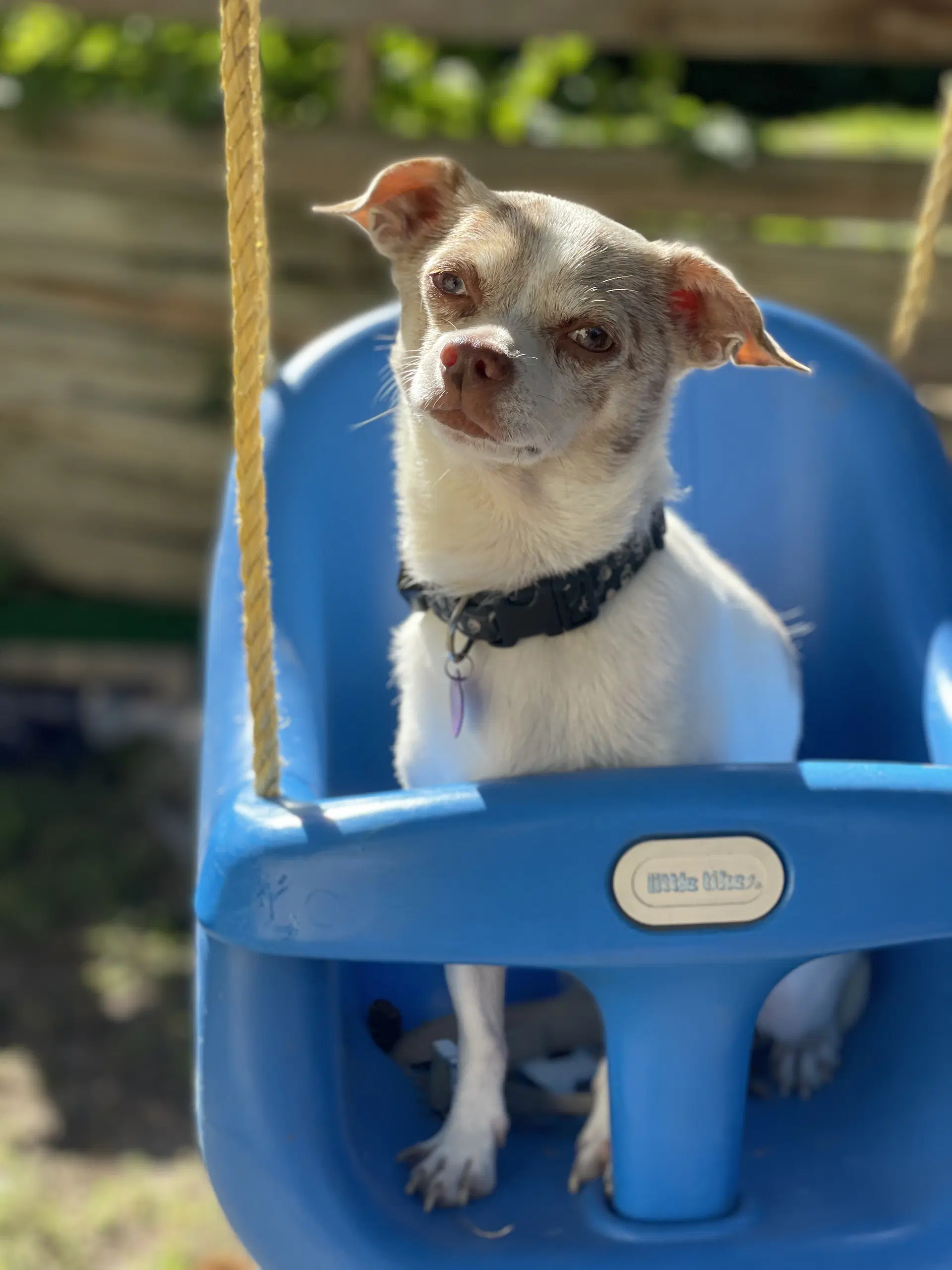 Cuyon - Chihuahua