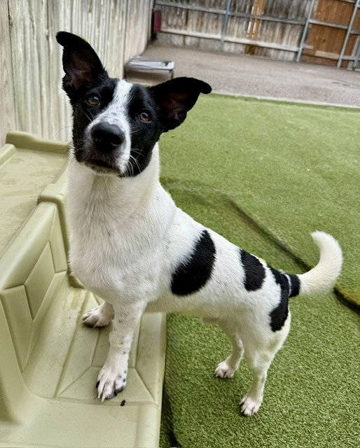 Pretzel, Terrier
