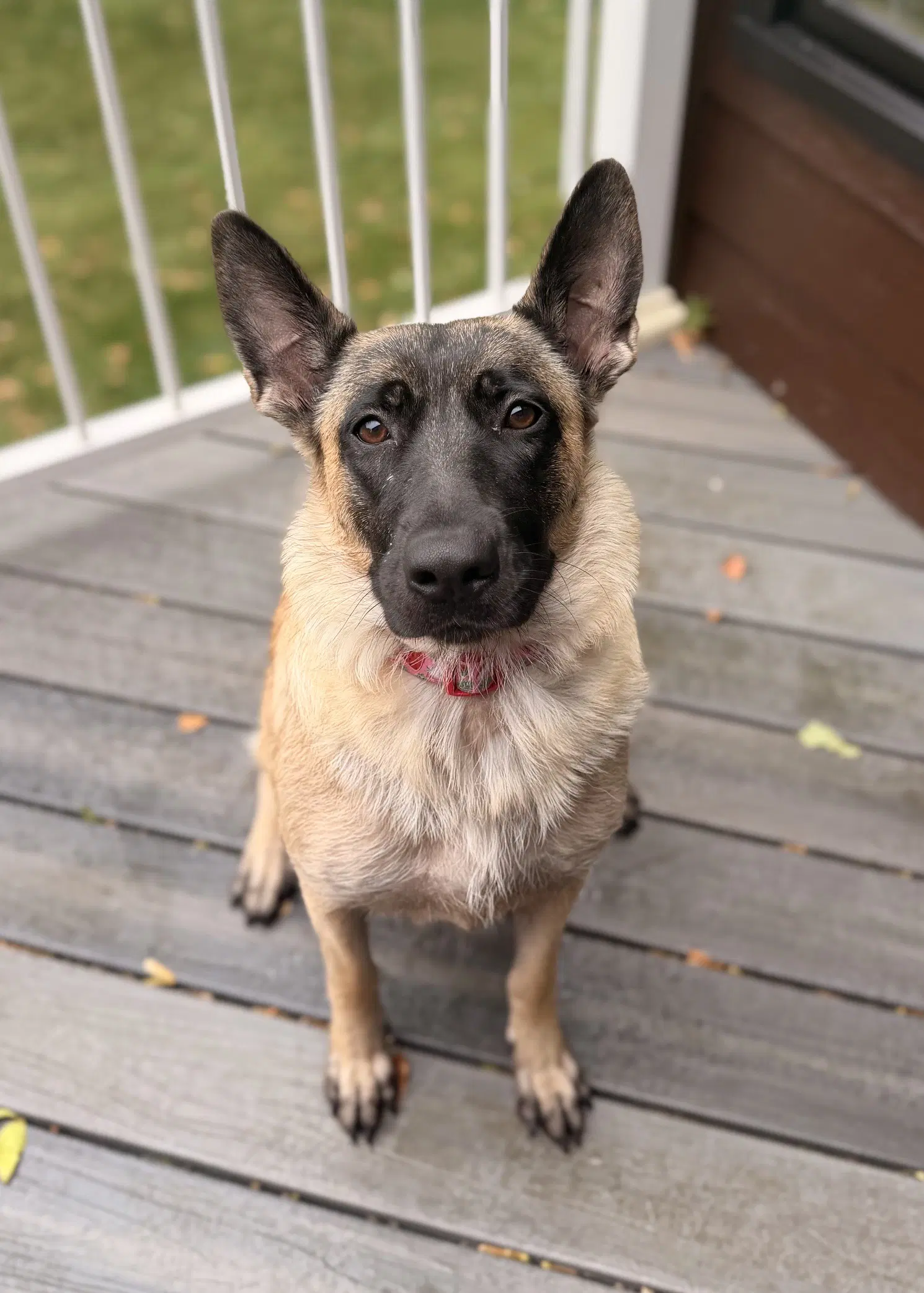 Jolene - German Shepherd Dog