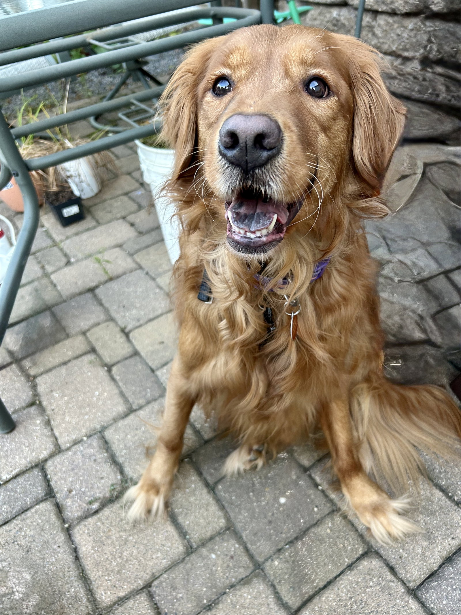 Ruby, Golden Retriever