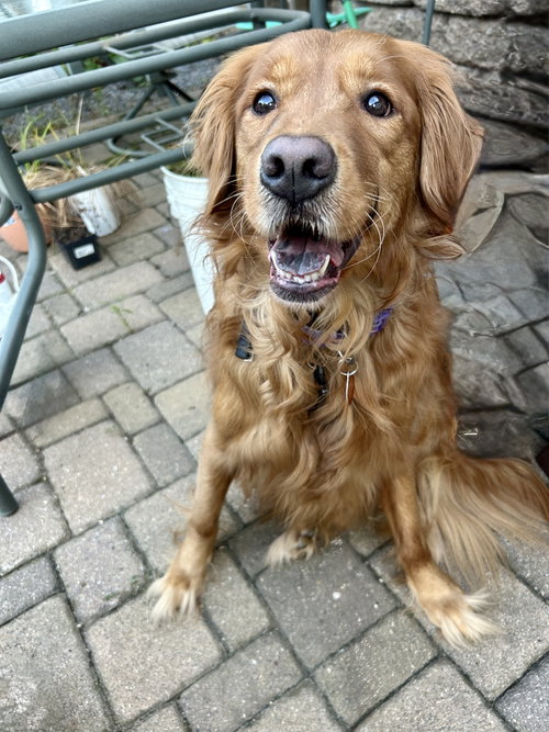 Ruby, a dog for adoption from Underdog Rescue MN