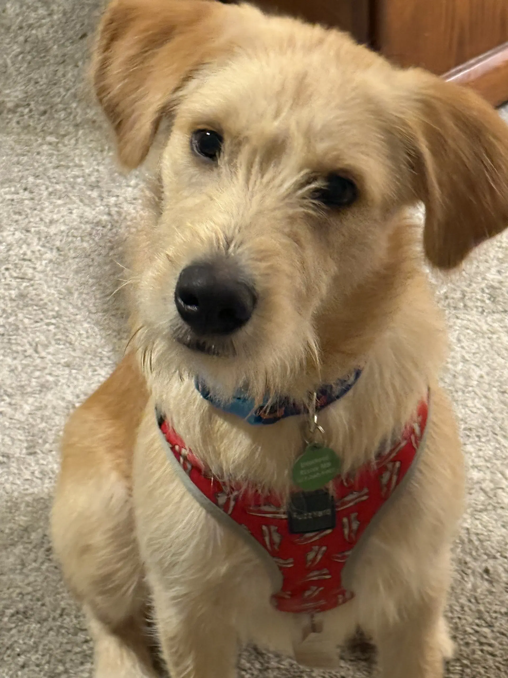 Fred - Labrador Retriever