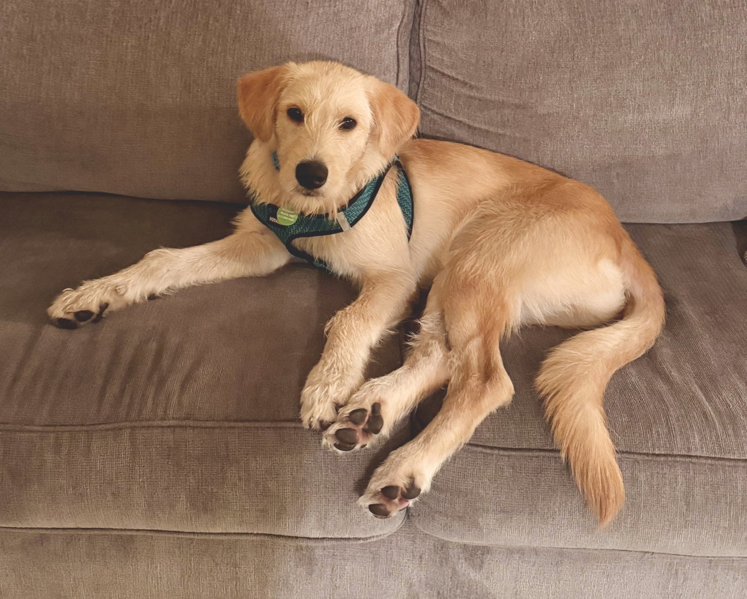 Fred, Labrador Retriever