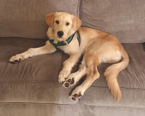 Fred, a dog for adoption from Underdog Rescue MN