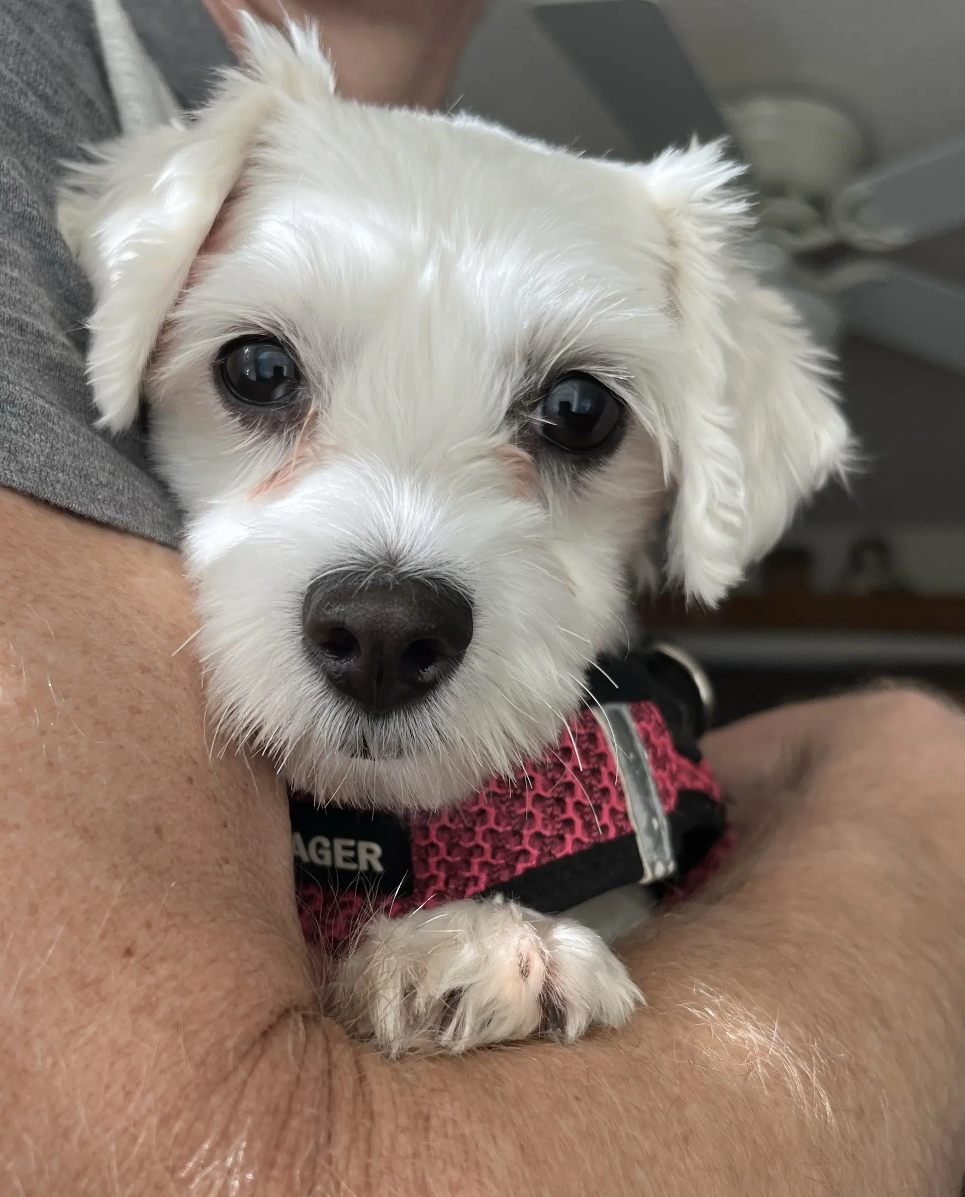 Maggie May - Coton de Tulear