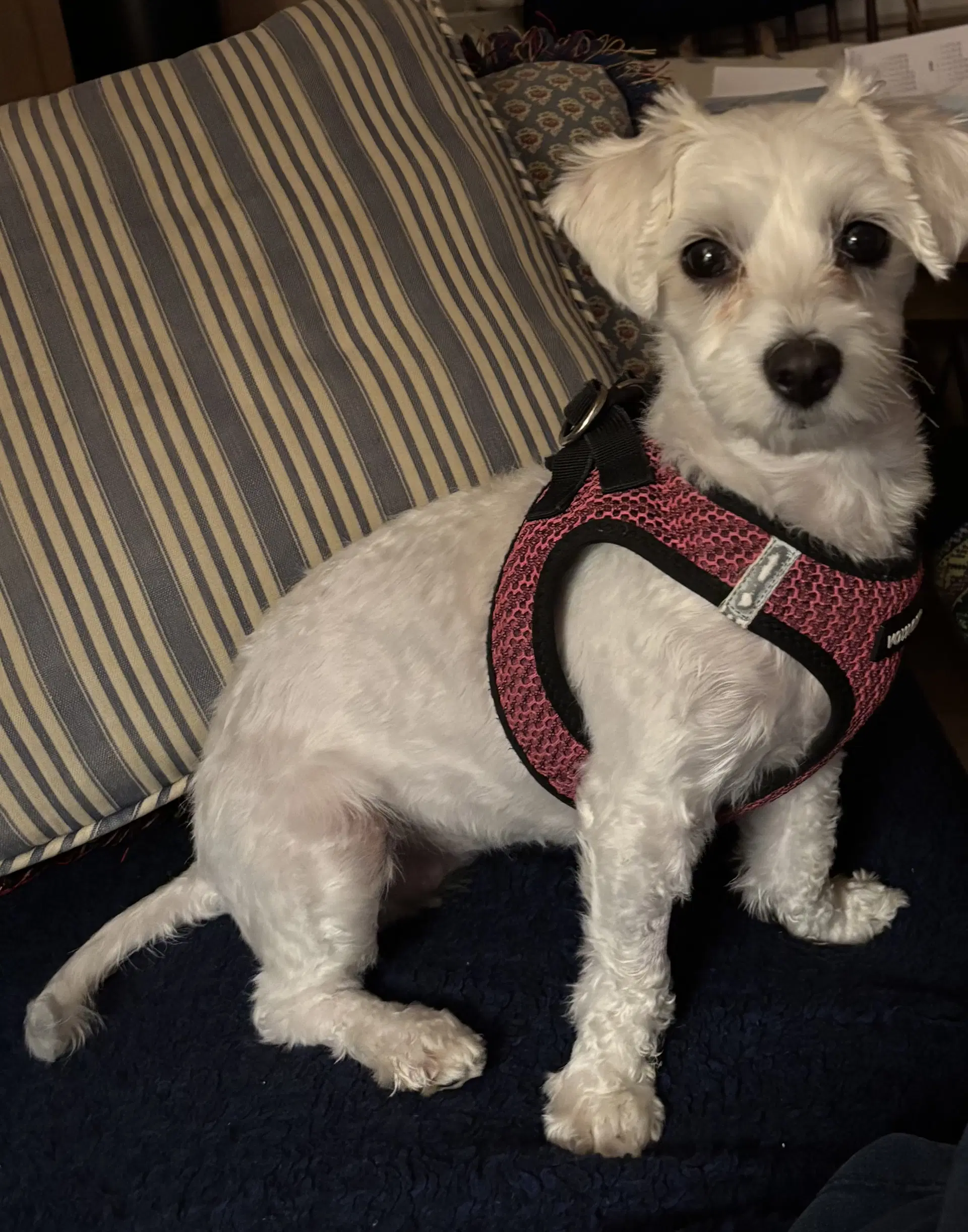 Maggie May image 2