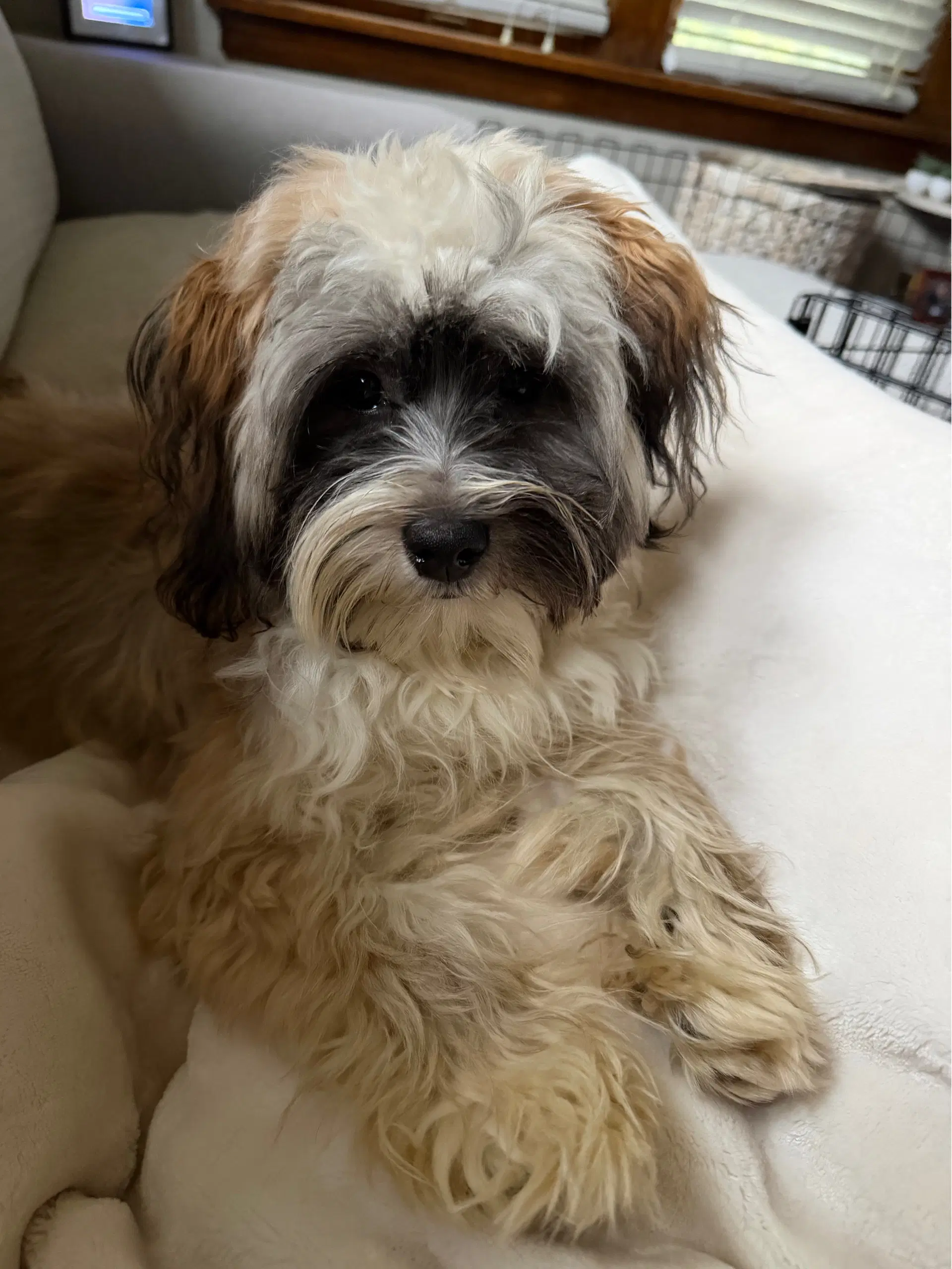 Garth - Shih Tzu