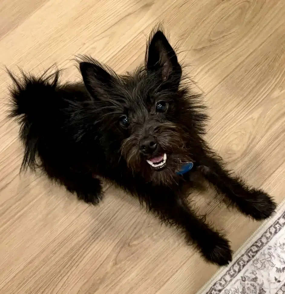 Kansas - Terrier