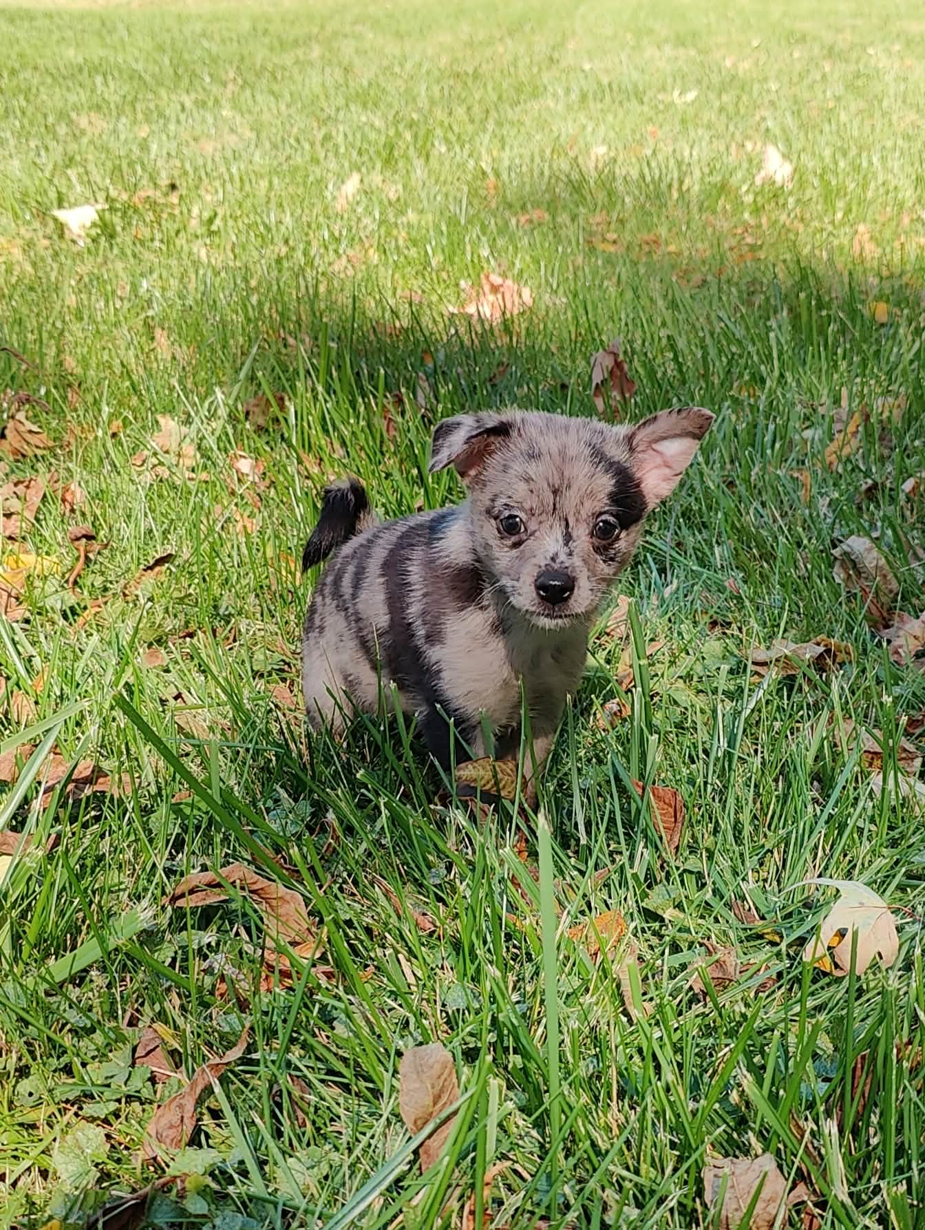 Toto - Chihuahua