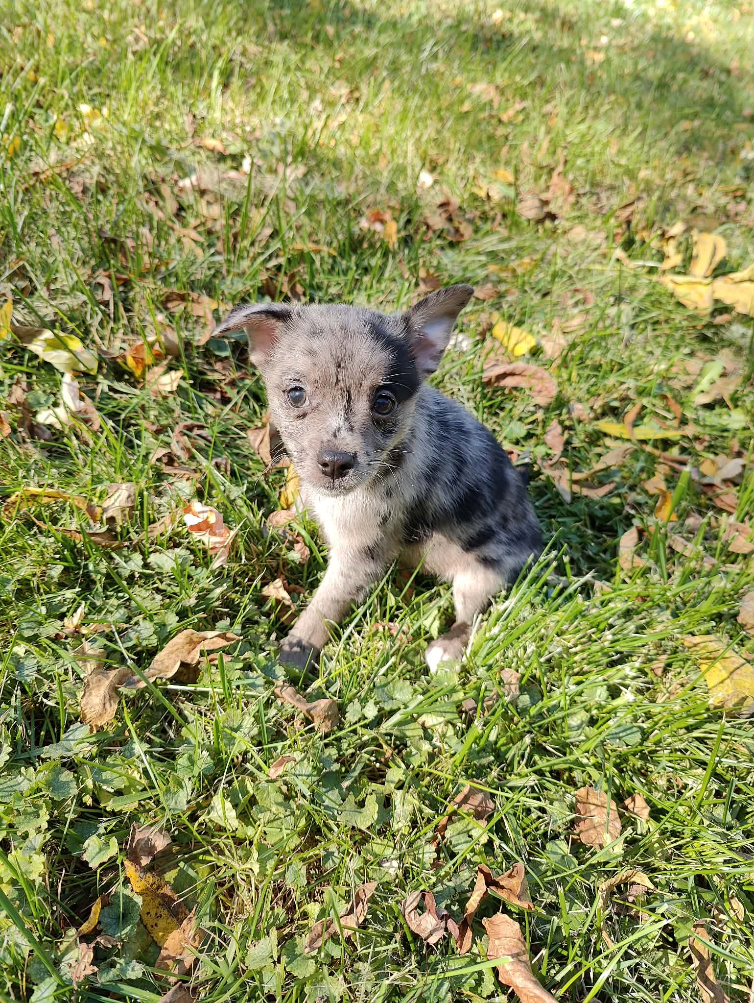 Toto image 2