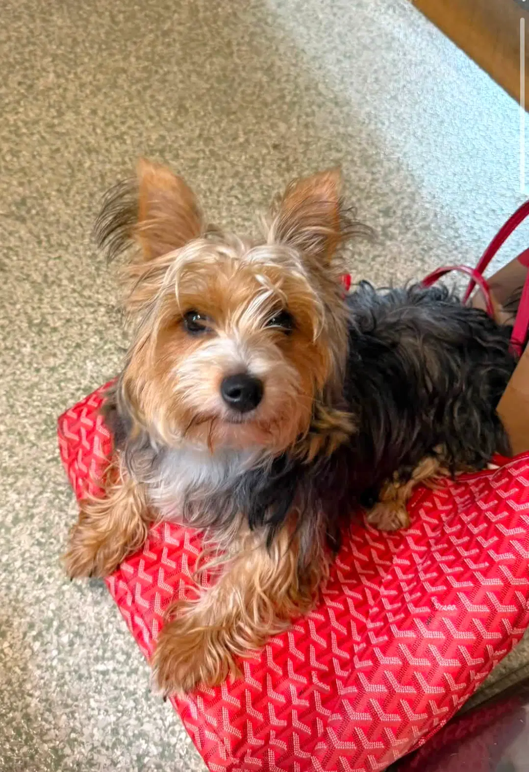 Pippi image 3