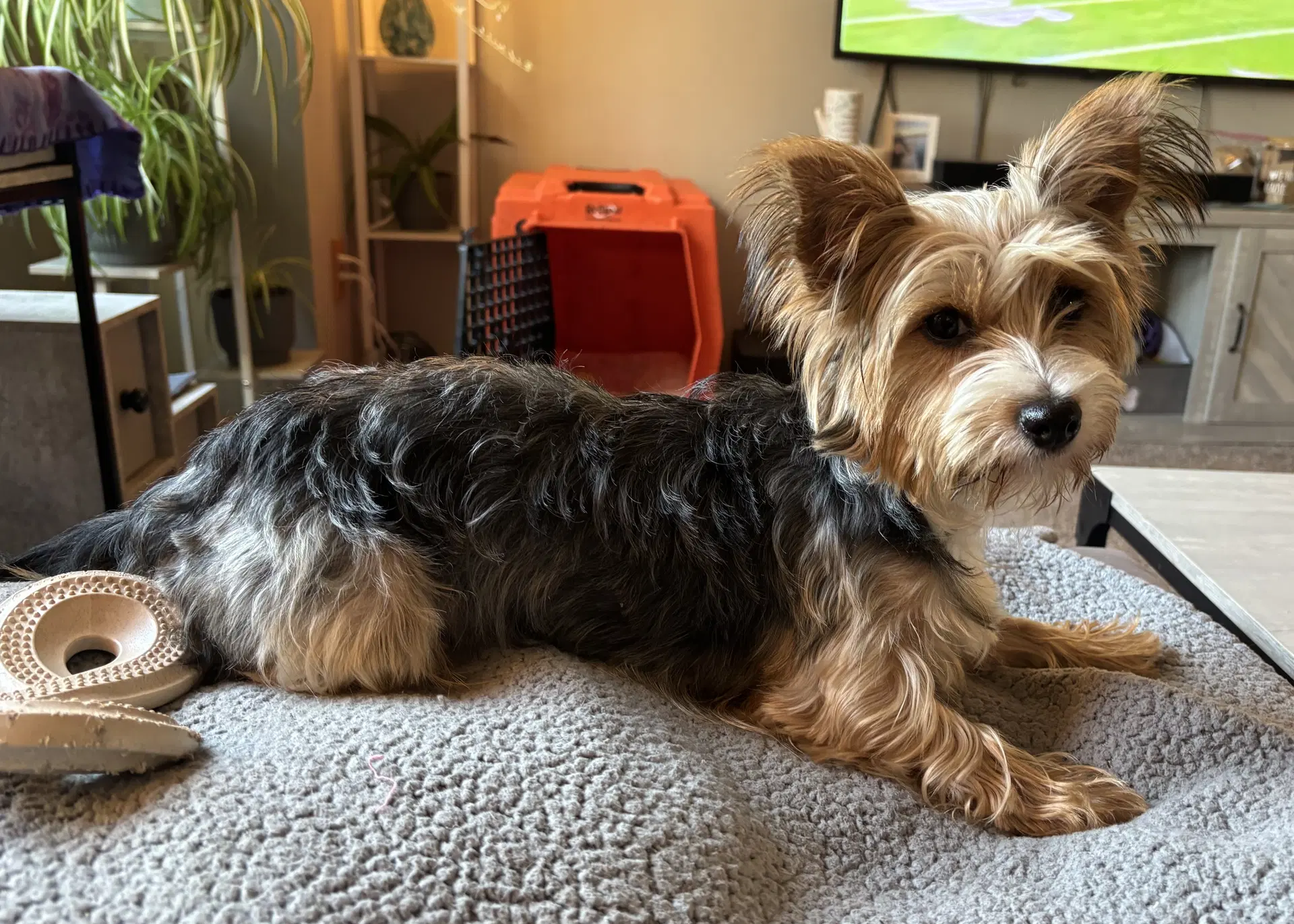 Pippi - Yorkshire Terrier Yorkie